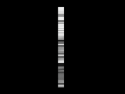 cruxspinlogo.gif